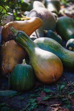 green and orange pumpkins of different shapes, bottle lie in a heap in the garden. In a dark tone. Thanksgiving concept.の写真素材