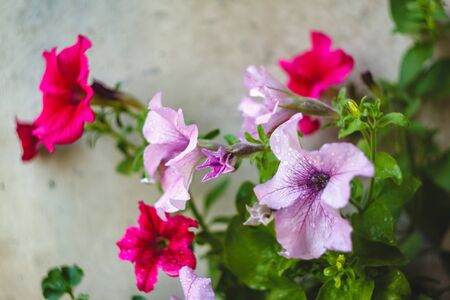 petunia flowers red, pink purple, white flowers in a flower pot on the balcony in the sunlightの写真素材