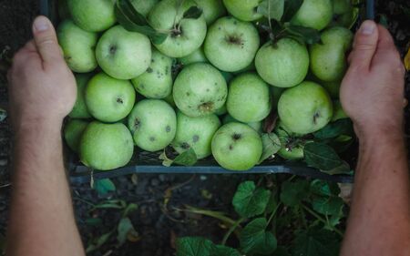 Men's hands hold a box with green simirenka apples. Pick and pick apples. Concept, autumn harvesting...