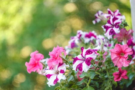 petunia flowers red, pink purple, white flowers in a flower pot on the balcony in the sunlightの写真素材