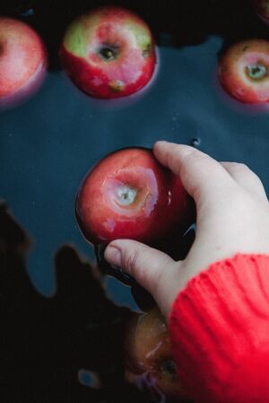 a female hand in a sweater takes out red autumn apples from the water, in a dark rustic tone.の写真素材