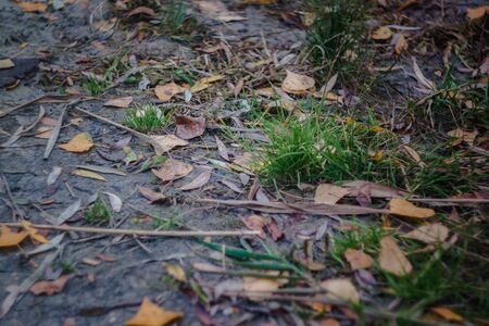 Autumn red-yellow leaves on green grass. Landscape.の写真素材