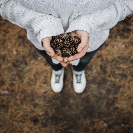 fir cones in female hands. Top view, close-up, blur. Against the background of autumn yellow foliage.の写真素材