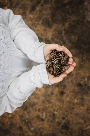 fir cones in female hands. Top view, close-up, blur. Against the background of autumn yellow foliage.の写真素材