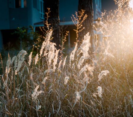spikelets in the sunset evening light. Landscape, close-up. Warm evening atmosphere, soft focus, copy spaceの写真素材