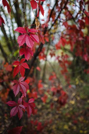 bright red autumn leaves of wild grapes in the forest in blur, lush background, copy space.の写真素材