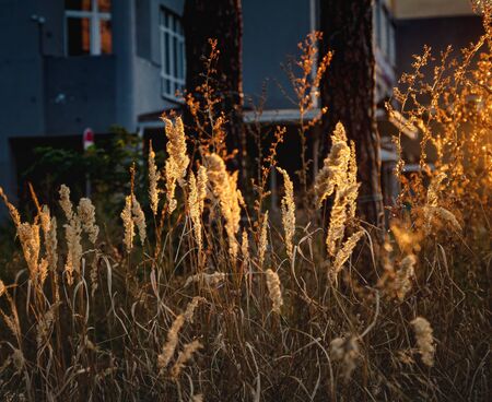 spikelets in the sunset evening light. Landscape, close-up. Warm evening atmosphere, soft focus, copy spaceの写真素材