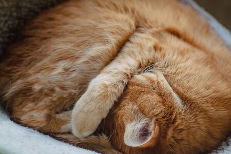 Beautiful red cat sleeping, close-up. Concept. healthy restful sleep and life.の写真素材