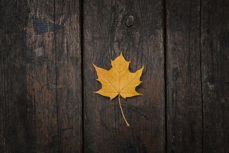 The yellow-orange fallen maple leaf lies on a dark wooden old background. Save the space. View from above.の写真素材