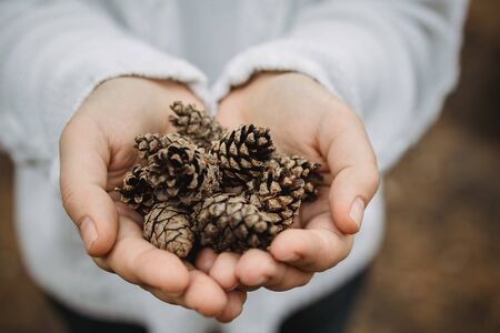 fir cones in female hands. Top view, close-up, blur. Against the background of autumn yellow foliage.の写真素材