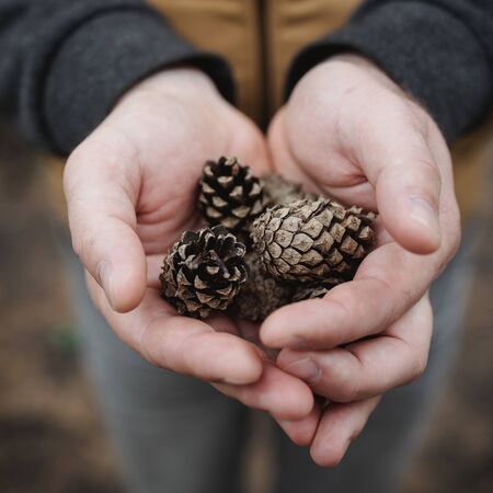 fir cones in male hands. Top view, close-up, blur. Against the background of autumn yellow foliage.の写真素材