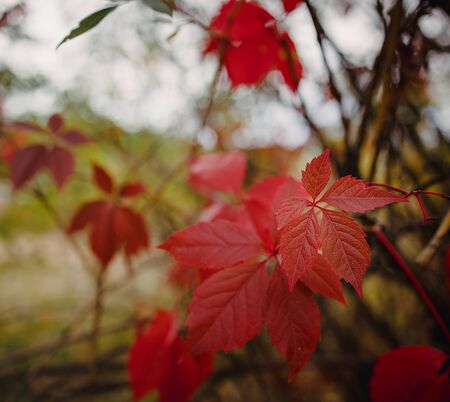 bright red autumn leaves of wild grapes in the forest in blur, lush background, copy space.の写真素材