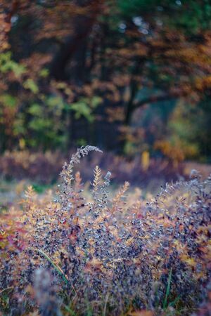 Landscape in the autumn yellow-red forest with purple flowers.の写真素材