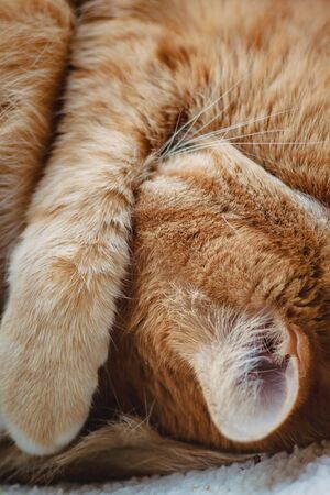 Beautiful red cat sleeping, close-up. Concept. healthy restful sleep and life.の写真素材