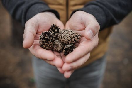 fir cones in male hands. Top view, close-up, blur. Against the background of autumn yellow foliage.の写真素材