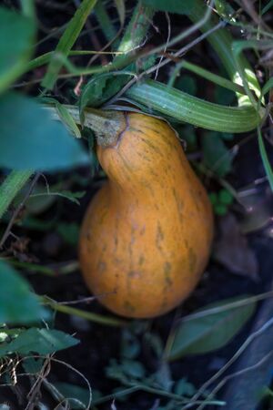 bottle yellow juicy pumpkin in the garden.の写真素材