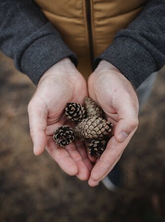 fir cones in male hands. Top view, close-up, blur. Against the background of autumn yellow foliage.の写真素材