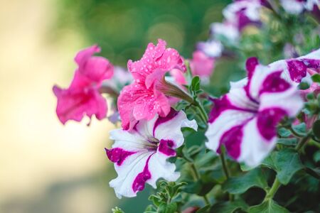 petunia flowers red, pink purple, white flowers in a flower pot on the balcony in the sunlightの写真素材
