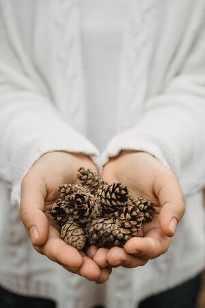 fir cones in female hands. Top view, close-up, blur. Against the background of autumn yellow foliage.の写真素材