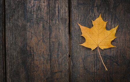 The yellow-orange fallen maple leaf lies on a dark wooden old background. Save the space. View from above.の写真素材