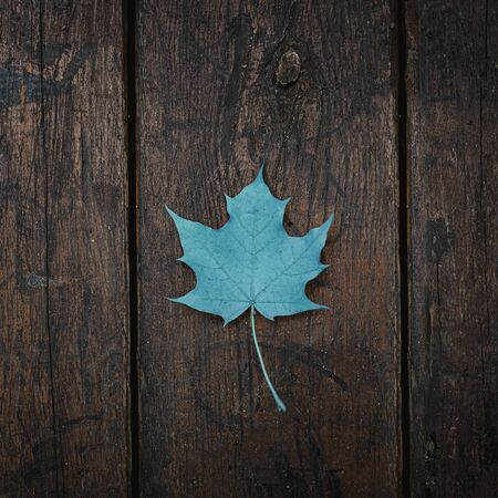 Blue fallen maple leaf lies on a dark wooden old background. Save the space. View from above.の写真素材