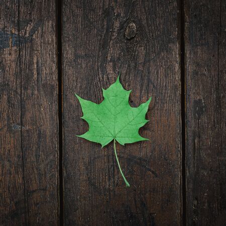 Green fallen maple leaf lies on a dark wooden old background. Save the space. View from above.の写真素材