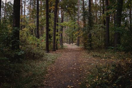Path in autumn forest in sunny day. Selective focus. Path in autumn forest in sunny day. Fall nature. Selective focus. In dark muddy tonesの写真素材