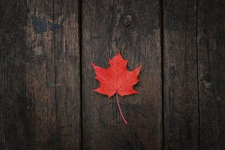 Red fallen maple leaf lies on a dark wooden old background. Save the space. View from above.の写真素材