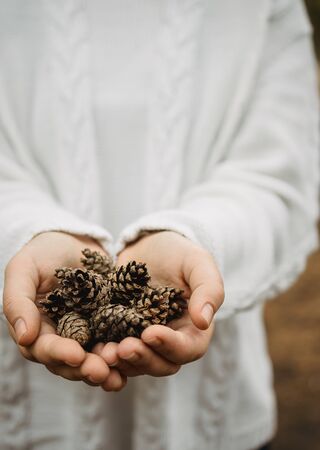 fir cones in female hands. Top view, close-up, blur. Against the background of autumn yellow foliageの写真素材
