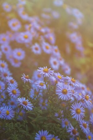 Field with blue daisies in the sunlight with copy space. Postcard Template.の写真素材