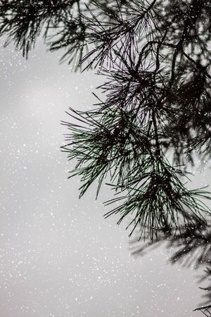 snow pine branches with cones isolated on white.の写真素材