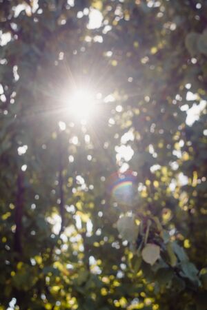 Through the leaves you can see the sun and the sun's rays in blur.の写真素材