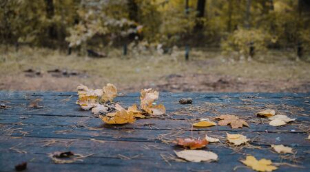 On the old wooden table in the forest lie dry yellow oak leaves in blur.の写真素材