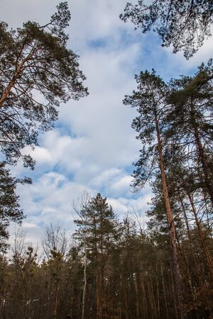 landscape pine branches on a background of blue-gray winter sky with clouds.の写真素材