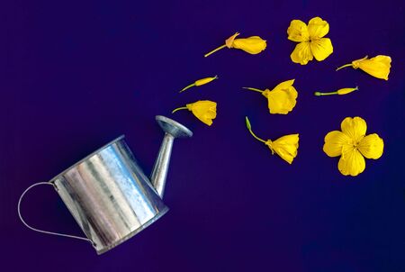 on a purple background a flat composition, a garden watering can pour yellow petals and flowers, buds with copy space.の写真素材