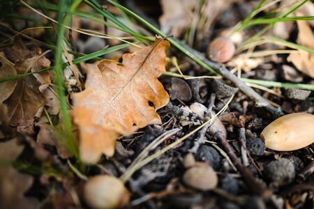 On the ground are autumn yellow dry oak leaves and acorns. Close-up. Gloomy rainy mood.の写真素材