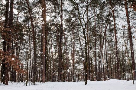 Snow Covered Forest Lake Under Bright Sunshine. Scenic Landscapeの写真素材