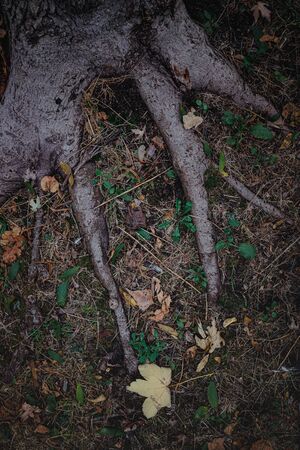 Strong roots. Thick roots of an old beech tree holding the earth.の写真素材