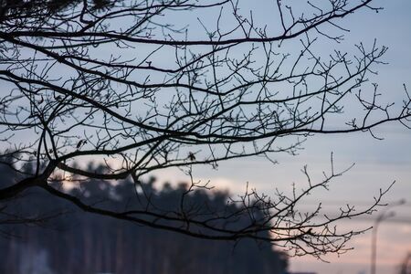 landscape silhouette pine branches against the sunset pink sky.の写真素材