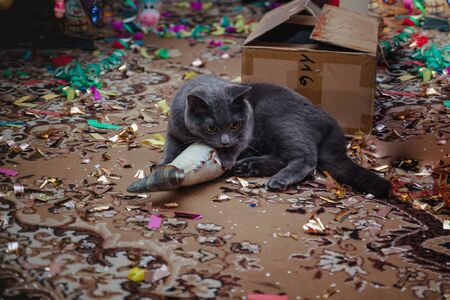 British gray cat playing with a toy near a Christmas tree, confetti scattered on the floor.の写真素材