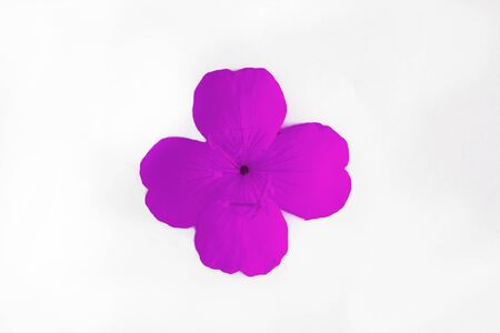 pink lilac single flower with four petals isolated on white background.の写真素材