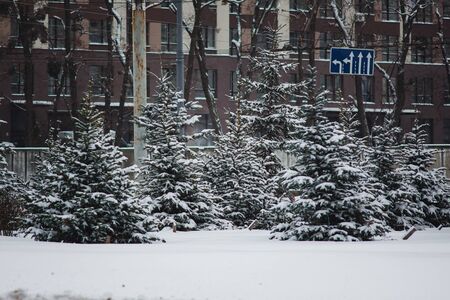 Christmas trees grow along a city road in front of a high-rise building. Snow landscape.の写真素材