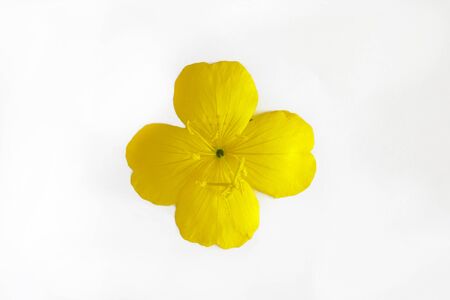 yellow orange flower with four petals isolated on white background.の写真素材