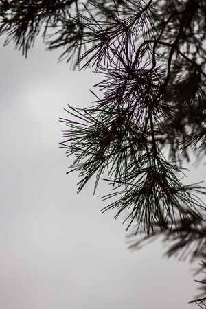 snow pine branches with cones isolated on white.の写真素材