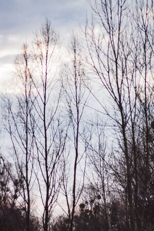 landscape pine branches on a background of blue-gray winter sky with cloudsの写真素材