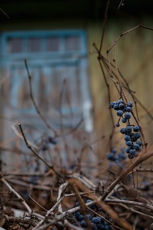 Autumn wild blue grapes on a dried vine with dry leaves on an old house wall. Copy spaceの写真素材