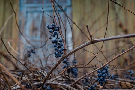 Autumn wild blue grapes on a dried vine with dry leaves on an old house wall. Copy spaceの写真素材