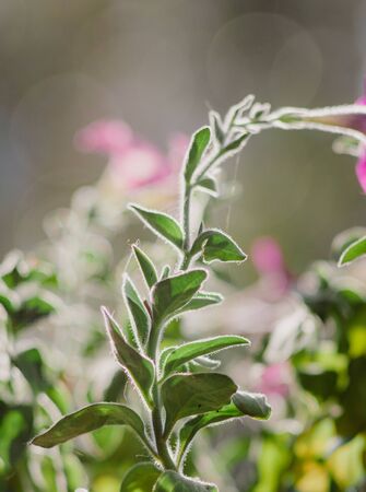 Petunia flower in beautiful sunlight. Close-up. Copy space. Blur, selective focusの写真素材