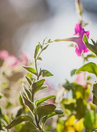 Petunia flower in beautiful sunlight. Close-up. Copy space. Blur, selective focus.の写真素材