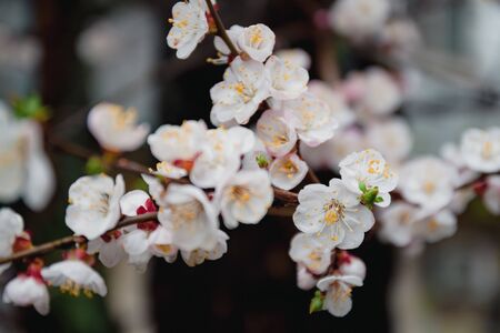 Apricot flowers on a tree, in the sunlight. Close-up. Selective focus. Blur . Moody toning, trend.の写真素材
